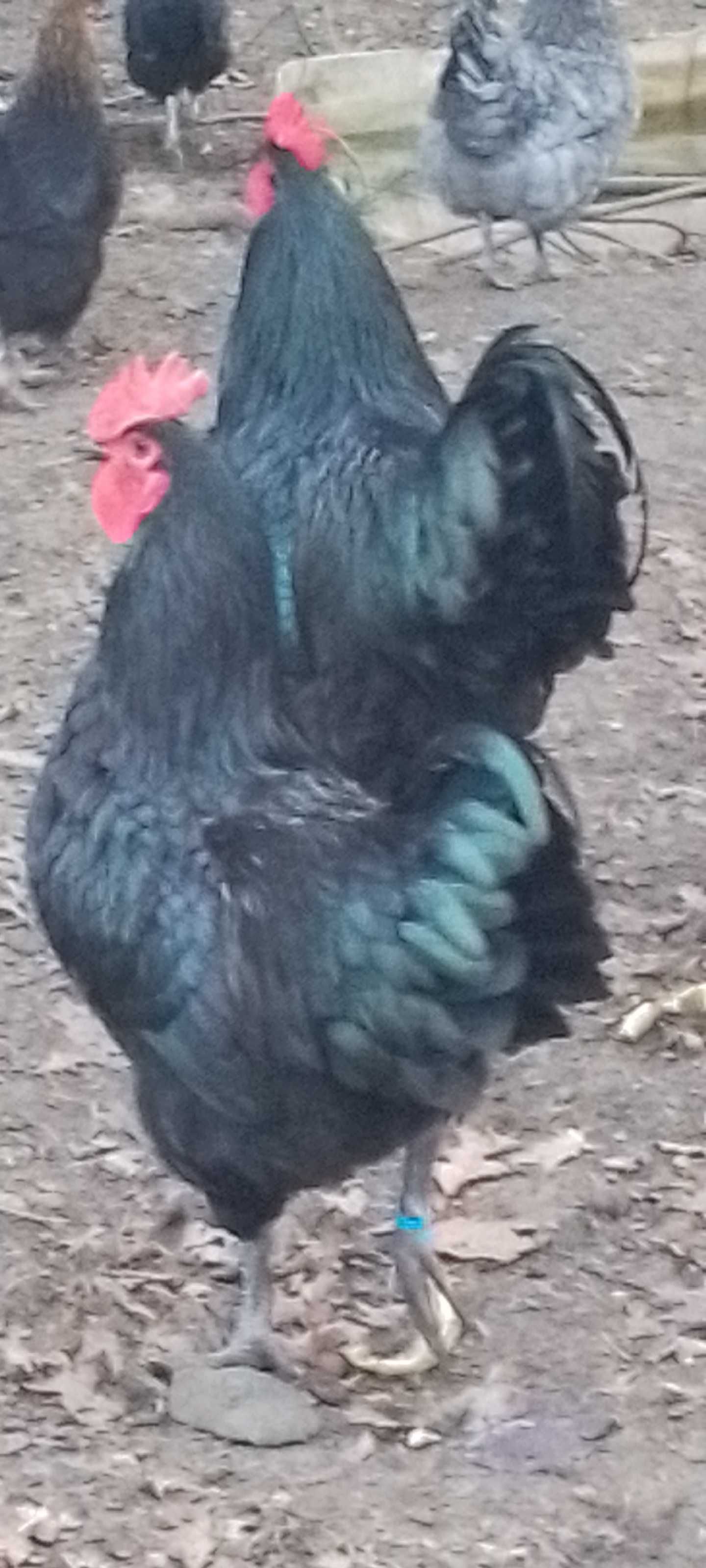 Kogut austrolop, australorp czarny