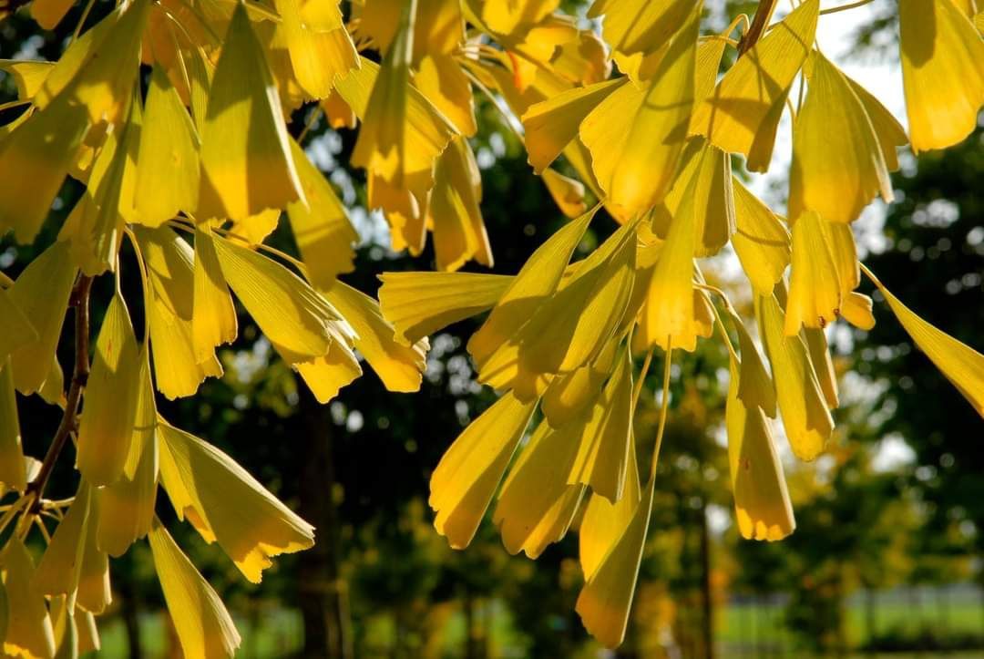 Ginkgo biloba / Гинкго білоба (9 сортів)