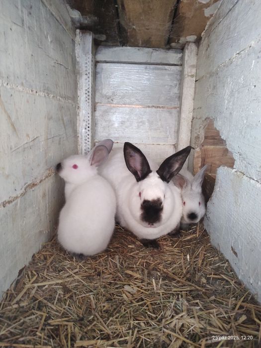 Sprzedam młode króliki kalifornijskie
