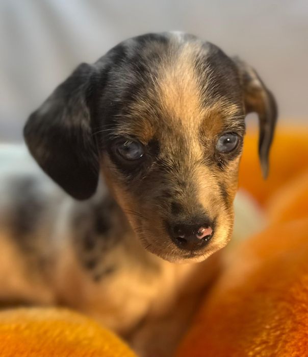 Jamnik miniaturowy piebald merle cudna sunia