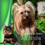 Yorkshire terrier piesek xs