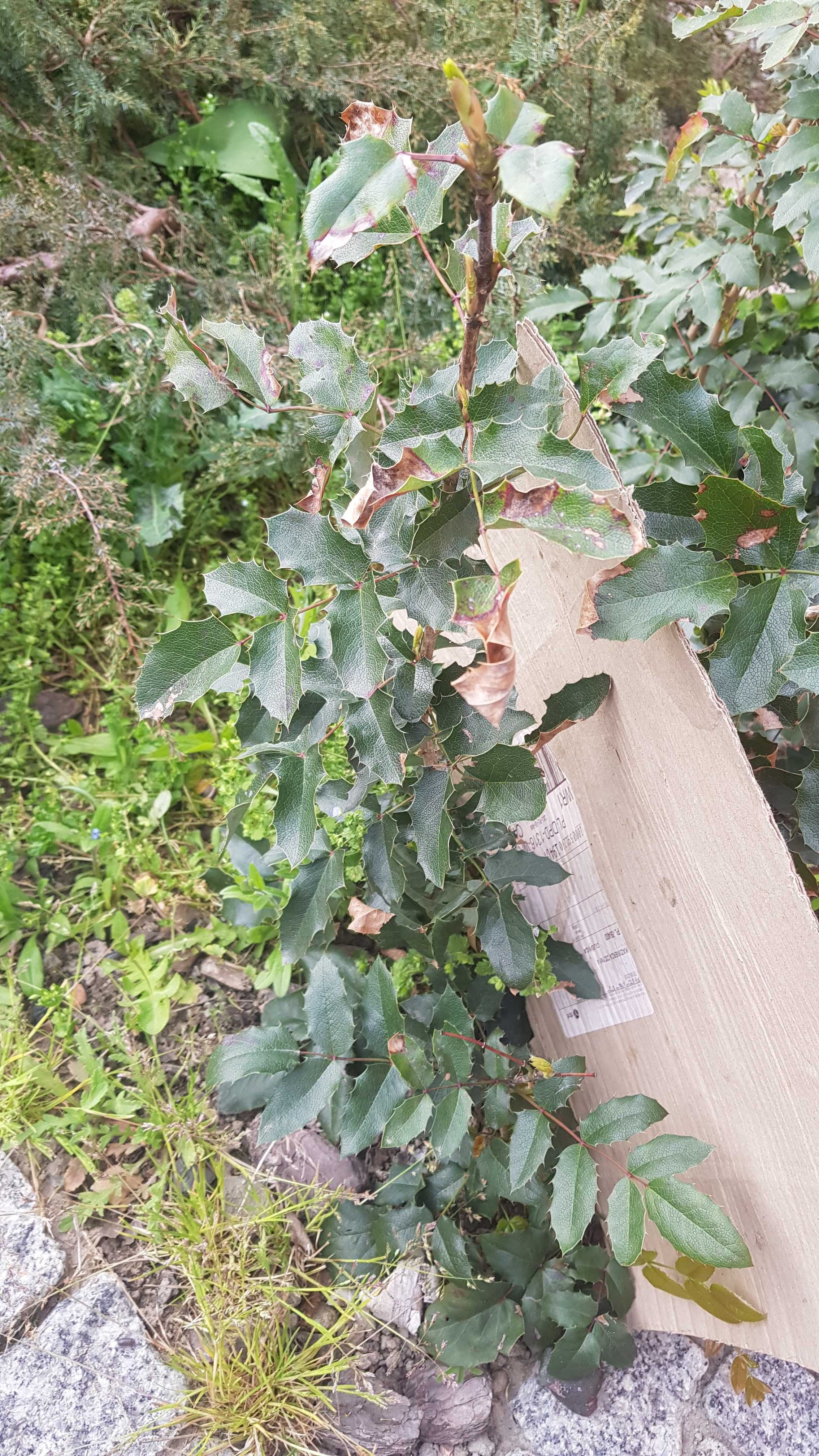 Mahonia pospolita sadzonka ok 40 cm