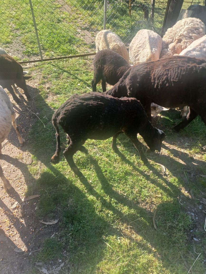 Borrego macho vendo ou troco