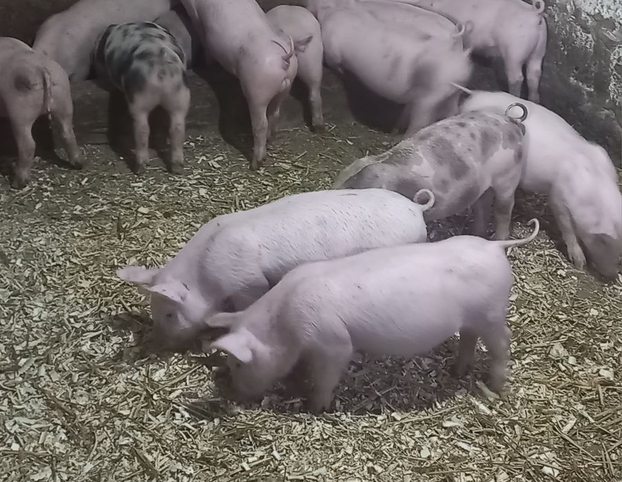 Продаються поросята