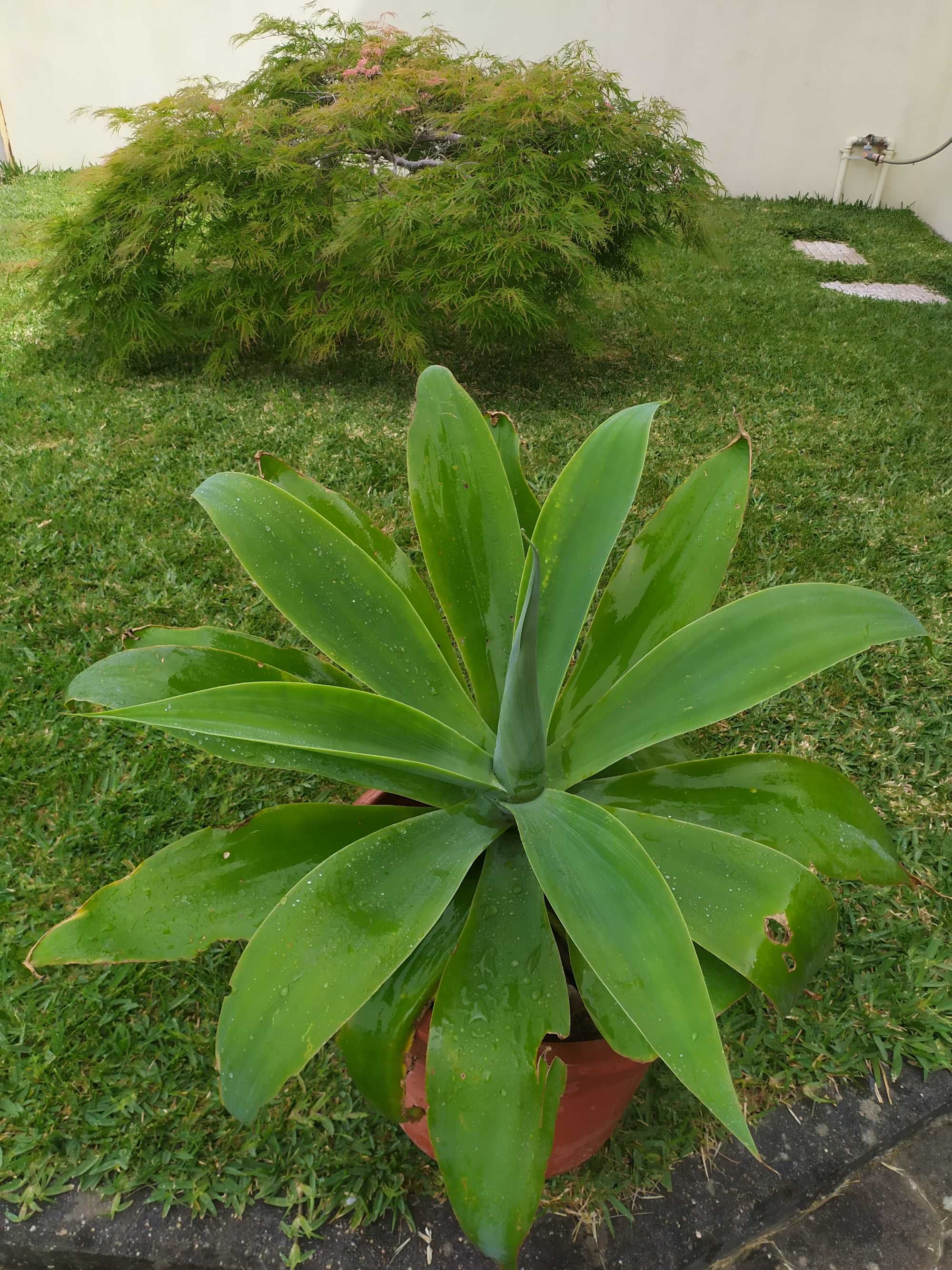 Cato Agave Dragão