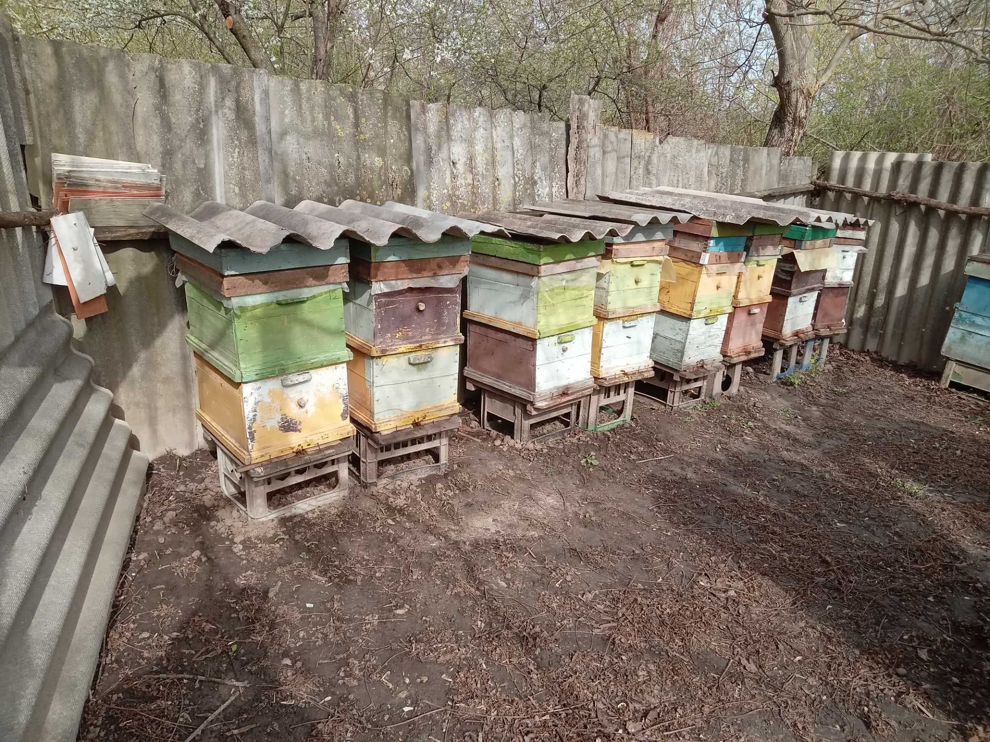 Продаж бджолосімей