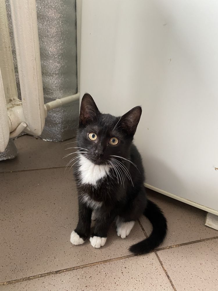 Кошеня, котеня, котик, котики, киця, кіт, котенок
