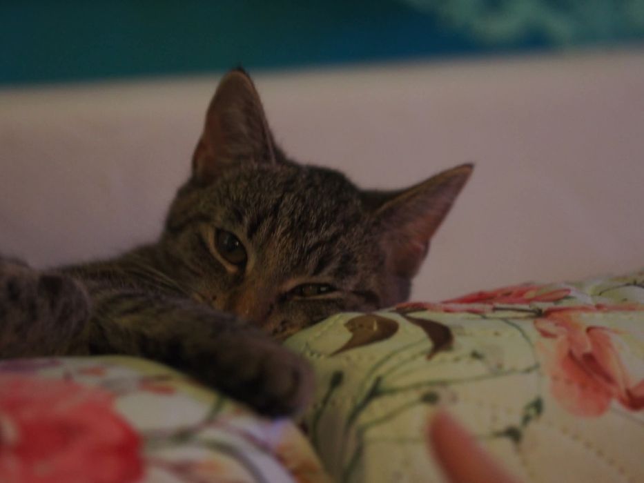 Oddam kotke z pakietem