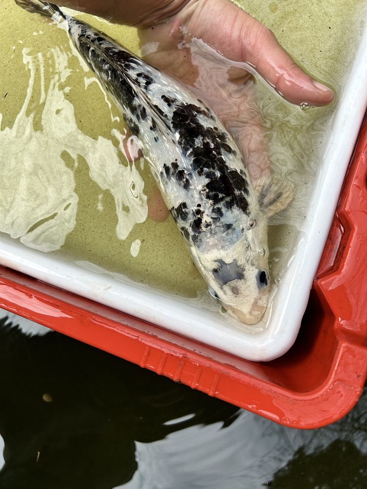 Carpa koi vários tamanhos