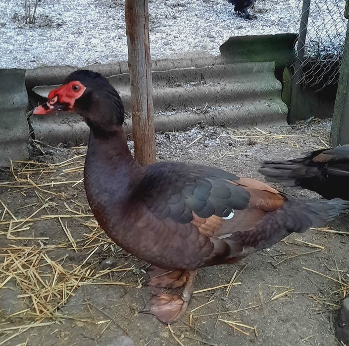 Мускусні коричневі качки