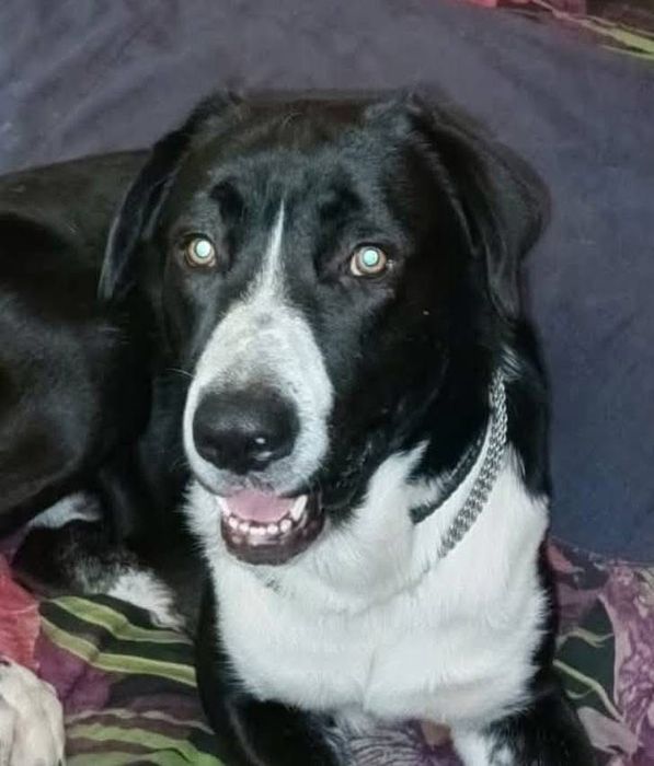 Розшук собаки, Київ і околиці