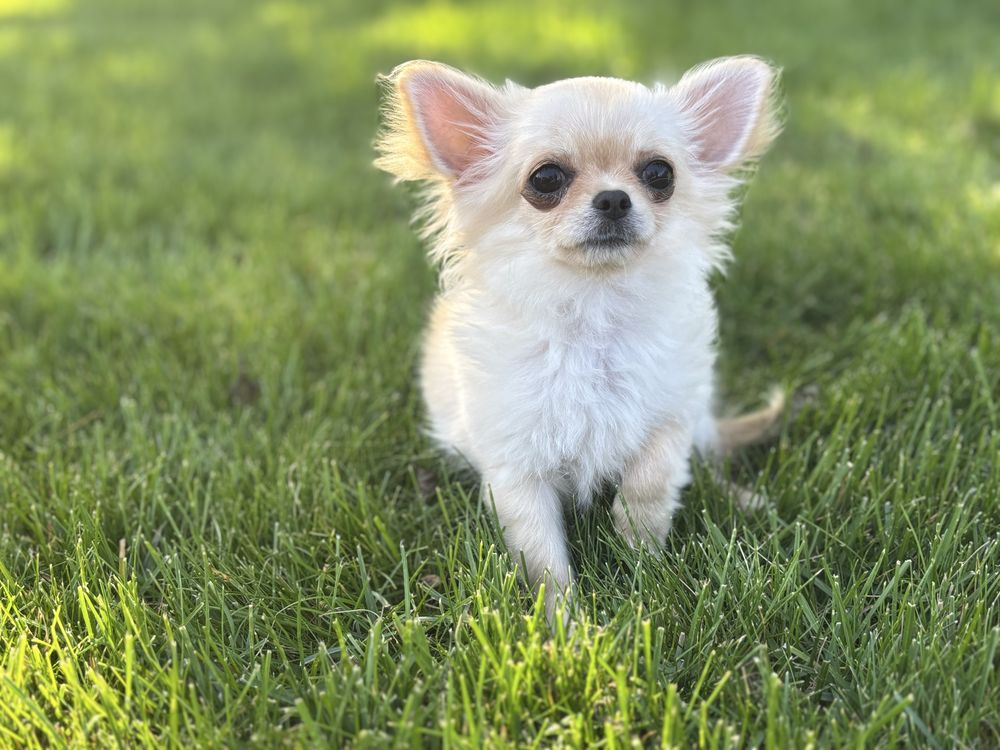 Chihuahua piesek dlugowłosy po ZWYCIEZCACH ŚWIATA