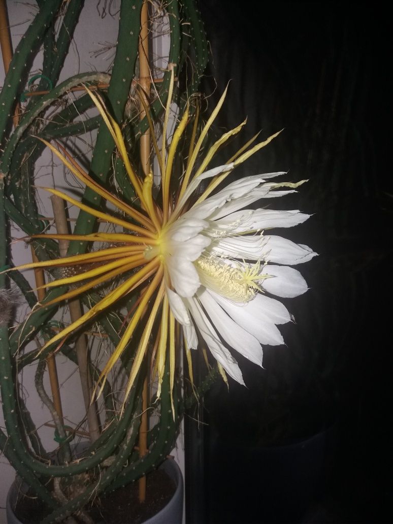 Kaktus Królowa jednej nocy Selenicereus Grandiflorus