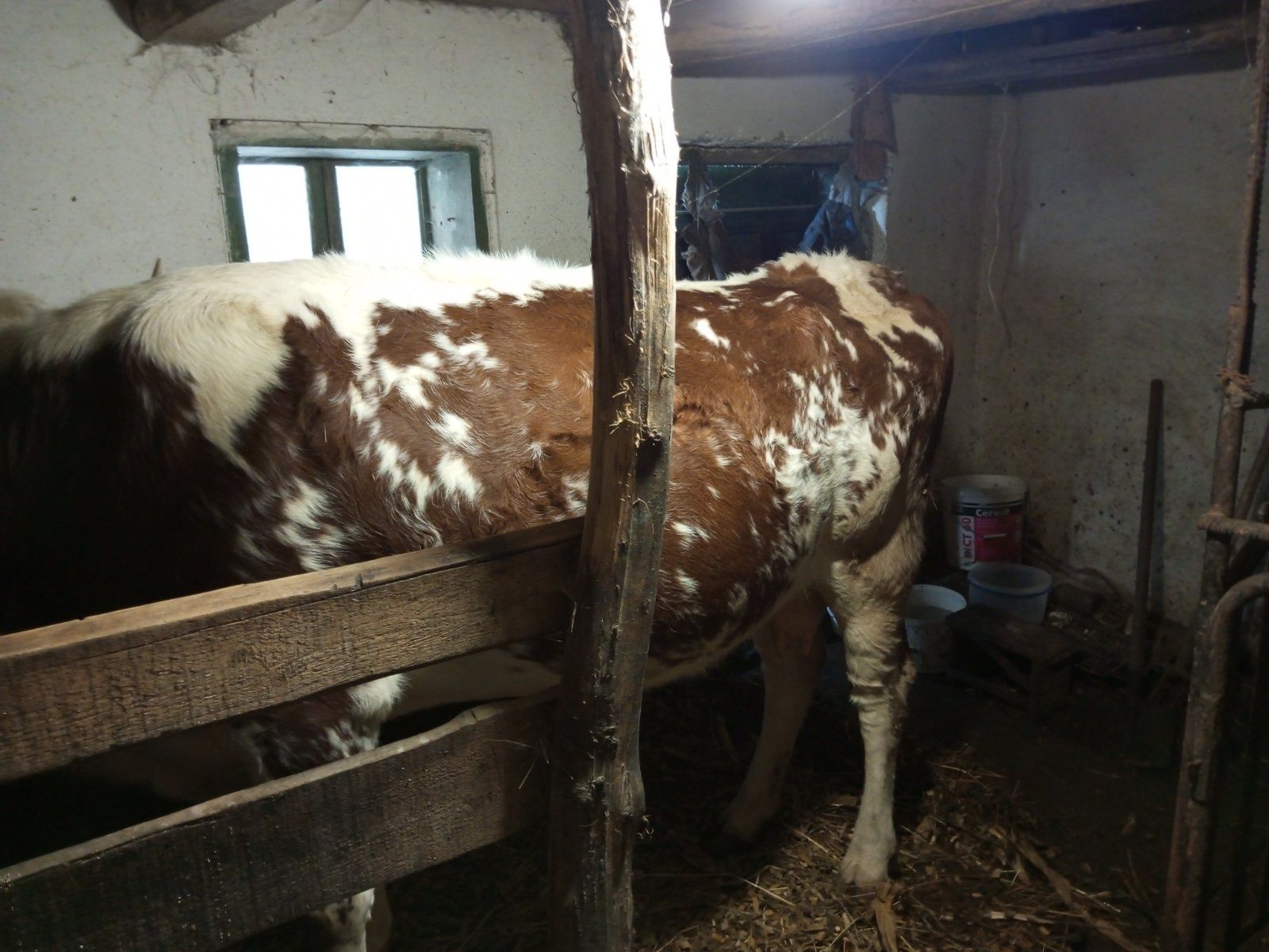 Продам корову.Корові 5 років тільна 4 телям 8 місяців
