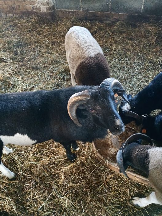 Owieczki i baranki 50% dorper