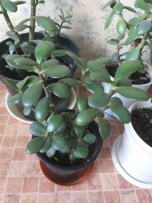 Денежное дерево. Толстянка. Крассула. Грошове дерево.