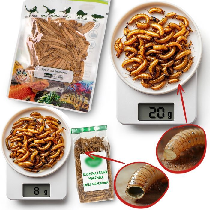 probugs reptiles set - zestaw robaków dla średnich gadów