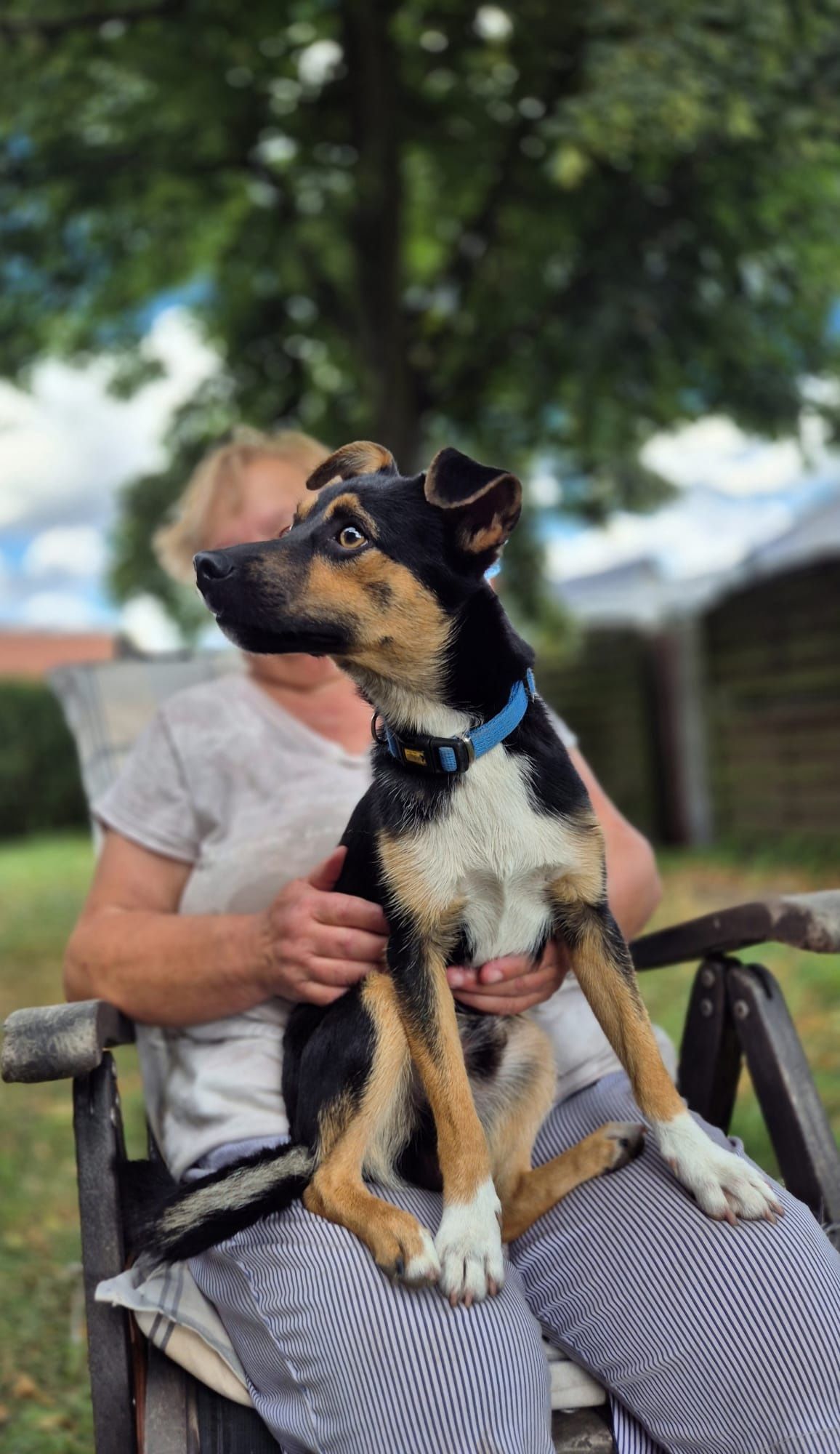 Mały Piesek do adopcji