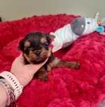 York Yorkshire terrier ZKwP FCI suczka
