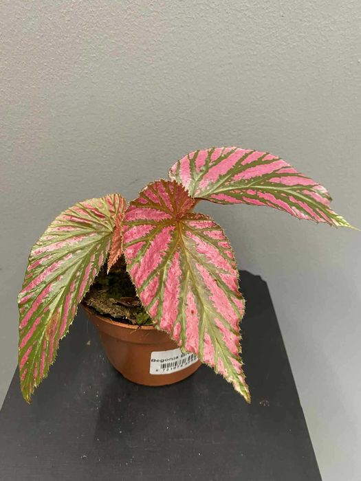 Begonia Brevirimosa