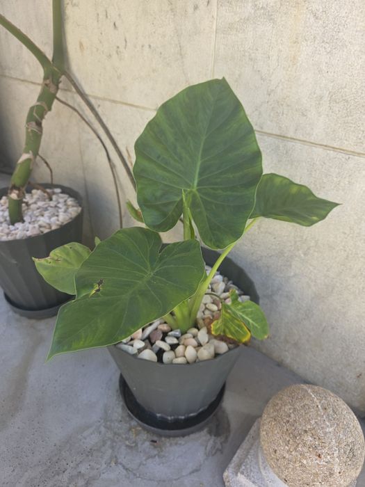 Plantas Naturais
