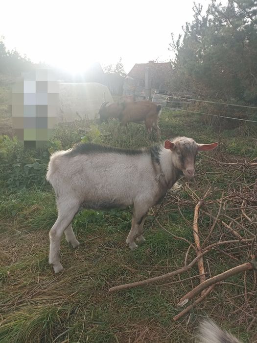 Kozioł krycie dopuszczanie