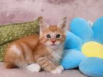 Maine coon rudy  kocurek z rodowodem FPL