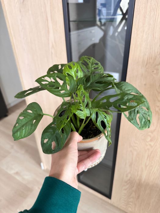 Monstera Adansonii (monkey mask) średnia