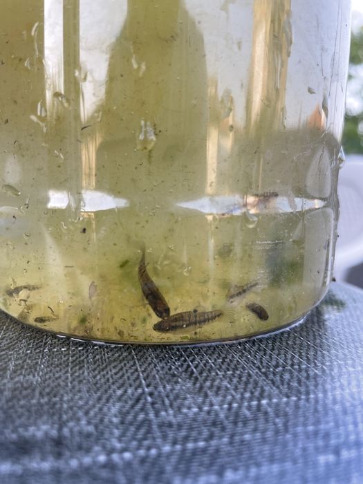 Heterandria formosa - viviparo