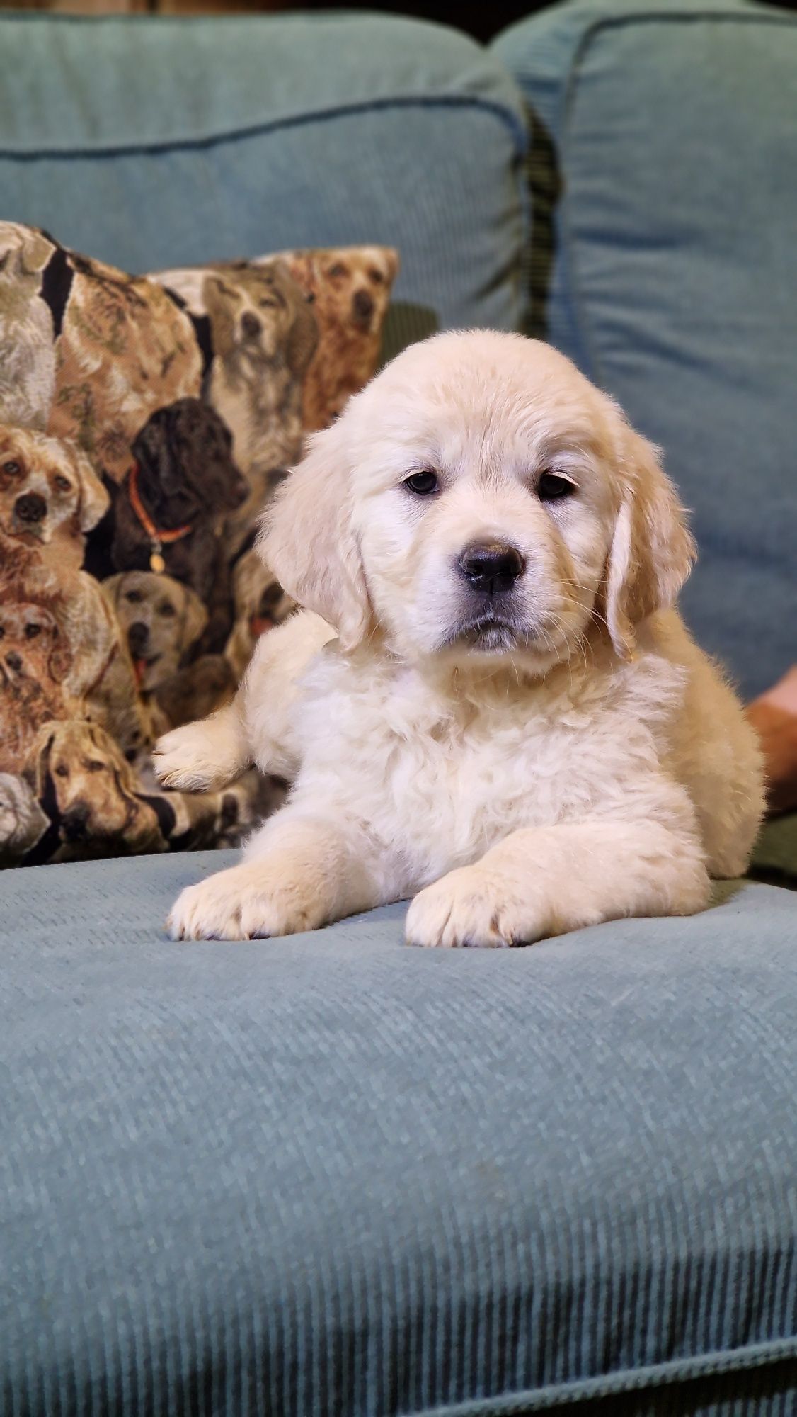 Golden Retriever Szczeniak FCI ZKwP