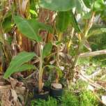 Bananeiras para replantar
