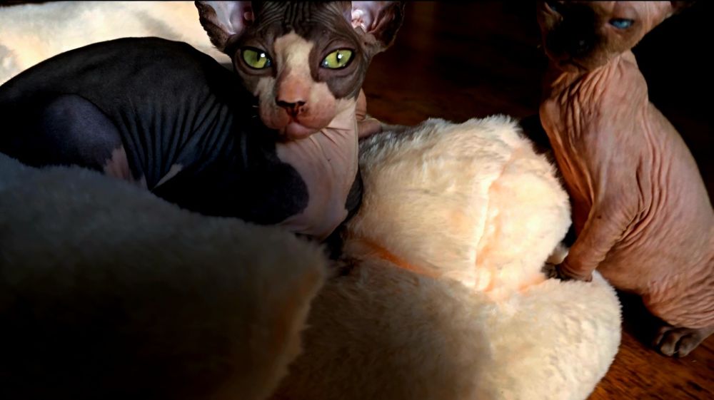 Kot sfinks przepiękny przekochany kocurek grzeczniutki