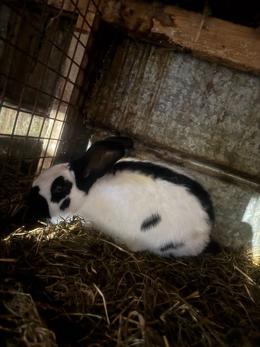 Królik srokacz olbrzymi