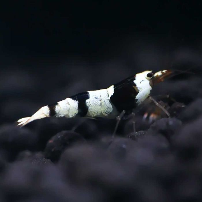 Camarões anões para aquário