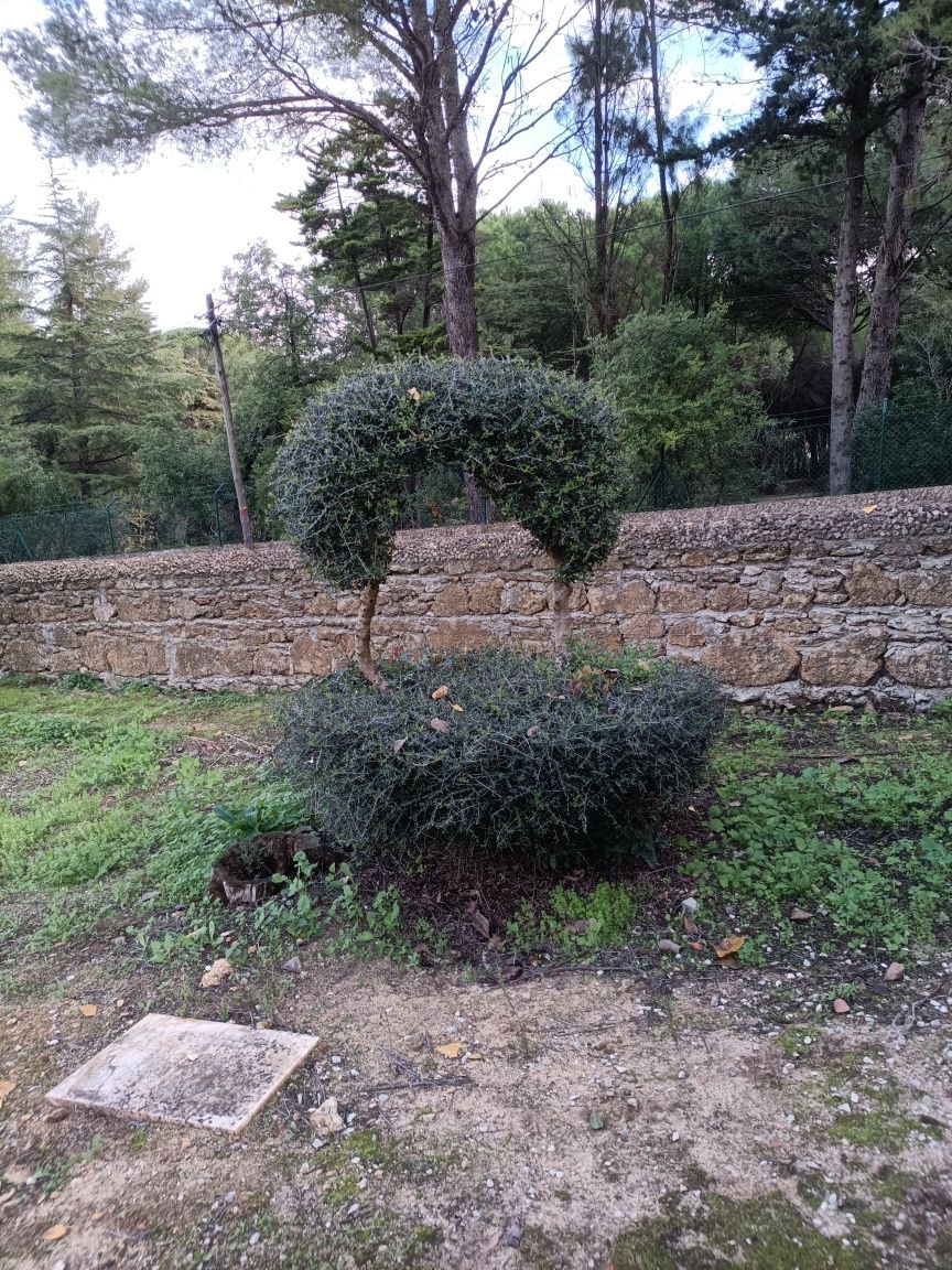 Podas de oliveiras