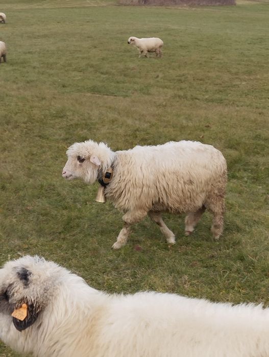 Sprzedam owce więcej informacji priv