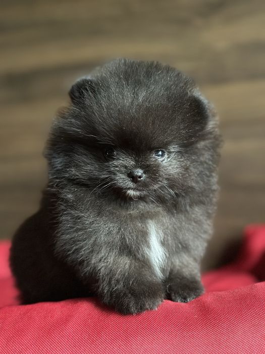 POMERANIAN szpic miniaturowy miś lalka :)