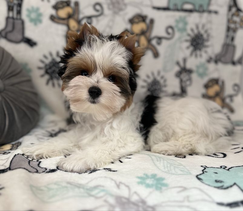 Biewer Yorkshire Terrier ZKwP