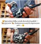 Gołębie  Pocztowe Tygrysy .