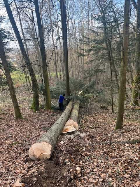 sprzedam drzewo  wycięciete w Wyżnym podkarpacie do odebrania z lasu