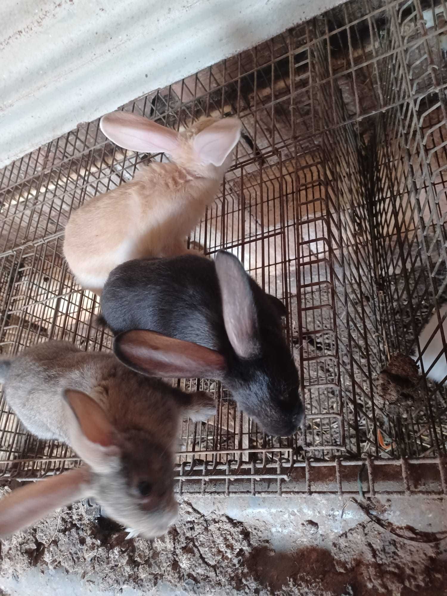 Vendo Coelhos Com 1.5 meses