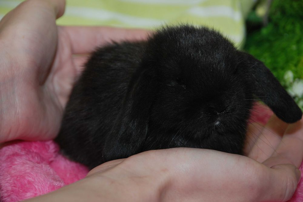 Вислоухий кролик, кролики мини, разные окрасы