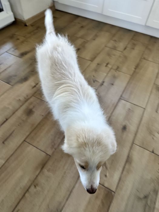 Cudny piesek border collie ZKwP FCI po MŁ.CHPL gotowy na zmianę domu