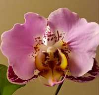 Орхидея Азиат Бабочка