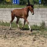 Poldro lusitano de 1 ano