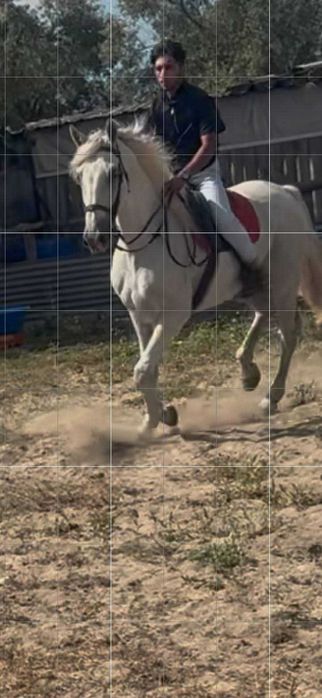 Vendo ou troco cavalo muito manso