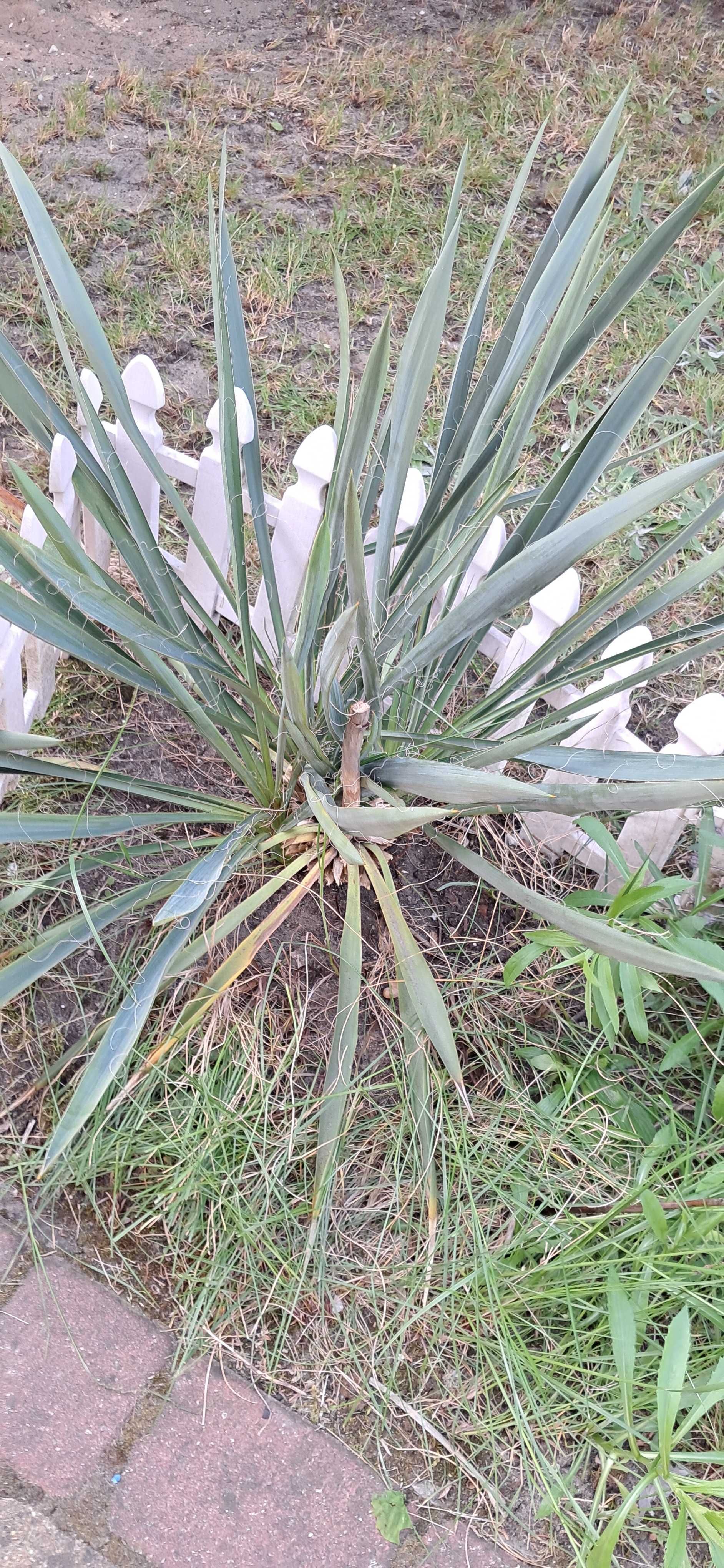 Jukka Juka Karolińska ogrodowa Yucca