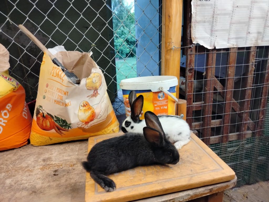 Króliki srokacze niemieckie i nie tylko.