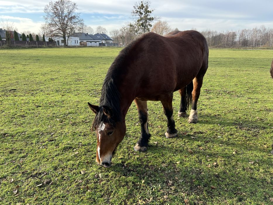 Klacz zimnokrwista gniada