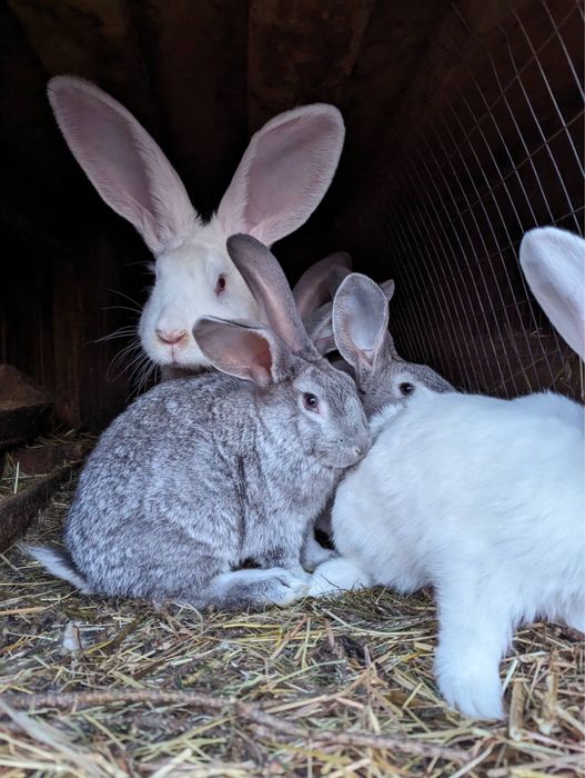 Кролі різного віку різних порід